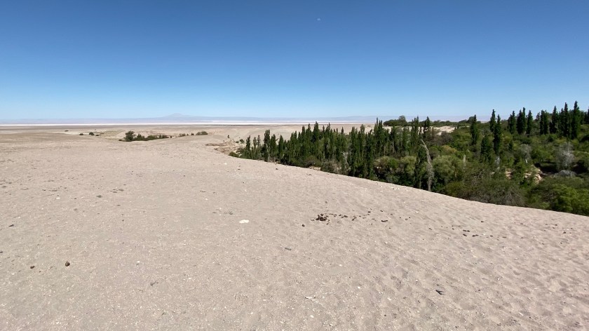 Atacama oasis